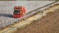 A machine harvesting cotton in Yuli County, northwest China's Xinjiang Uygur Autonomous Region. Photo by Xinhua/Li Xiang.