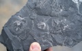 The fossil of malungia discovered at the construction site of a highway service zone in Malong District of Qujing City, southwest China's Yunnan Province. Photo by Xinhua/Chen Xinbo.