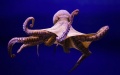 Octopus. Photo by Xinhua.