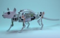 Researchers develop robotic mouse featuring enhanced flexibility, agility. Photo by Xinhua.