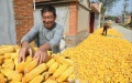Chinese scientists discover genetic secret of iron-rich maize. Photo by Xinhua