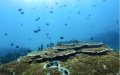 Corals in the waters of Fenjiezhou Island of Hainan Province, south China. Photo by Xinhua/Zhang Liyun.