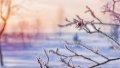 Climatic winter has not been recorded in Kyiv for the last three years - Environment Ministry