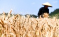 A farmer harvests at a wheat field at Yantang Village of Kaiyang County in Guiyang, southwest China's Guizhou Province. Photo by Xinhua/Yang Wenbin.