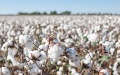 Cotton. Photo by Xinhua.