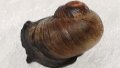 Freshwater snail species spotted in south China after over 100 years. Photo by Xinhua.