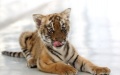 A cub of South China tiger is seen at a breeding base of South China tiger in Suzhou, east China's Jiangsu Province. Photo by Hang Xingwei/Xinhua.