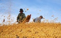 China's soybean output. Photo by Xinhua.
