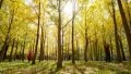 Beijing rewarded with "National Forest City" title. Photo by Xinhua.