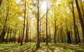 Beijing rewarded with "National Forest City" title. Photo by Xinhua.