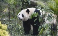 Giant panda Qiao Yue is seen at Locajoy animal theme park in Yongchuan district of southwest China's Chongqing Municipality. Photo by Xinhua/Wang Quanchao.