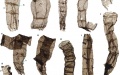 Microfossils of Qingshania magnifica found in the Yanshan Mountains of north China. Photo by Xinhua.