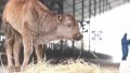 China confirms first successful cloning of endangered Xizang cattle breeds. Photo by Xinhua.