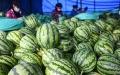 Farmers pack harvested watermelons in Zhonghe township of Danzhou, south China's Hainan province. Photo by Xinhua.