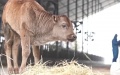 China confirms first successful cloning of endangered Xizang cattle breeds. Photo by Xinhua.