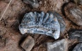 An elephant tooth unearthed at the Mengxihe Site in Lezhi County of Ziyang, southwest China's Sichuan Province. Photo by Xinhua/Liu Kun.