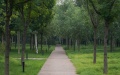Beijing to expand green space coverage. Photo by Xinhua.