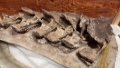 Fossil bones of Gandititan cavocaudatus found at a construction site in Ganxian District in the city of Ganzhou, east China's Jiangxi Province. Photo by Xinhua/Yuan Huijing.