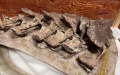Fossil bones of Gandititan cavocaudatus found at a construction site in Ganxian District in the city of Ganzhou, east China's Jiangxi Province. Photo by Xinhua/Yuan Huijing.
