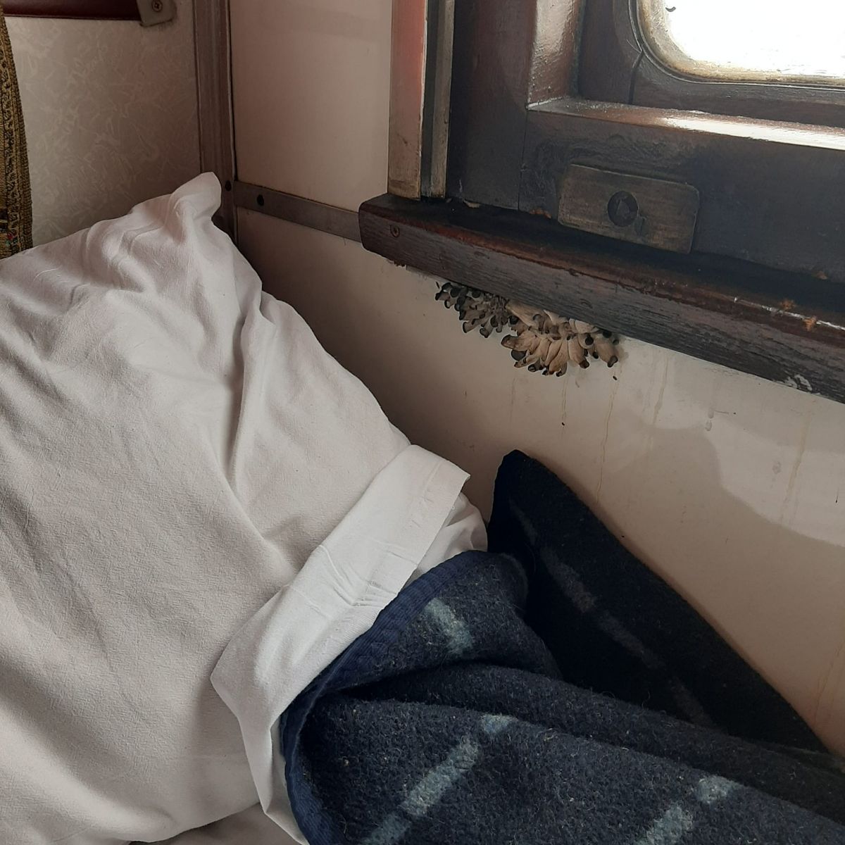 Гриби у вагоні 