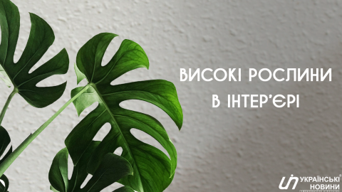 Високі кімнатні квіти в інтер'єрі. Які рослини радить дизайнер