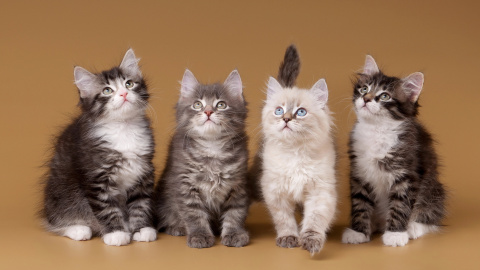 Коти. Фото: depositphotos