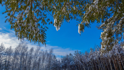 Зима. Фото: pixabay
