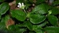 Chinese researchers have found a new plant species of the Rubiaceae family. Photo by Xinhua.