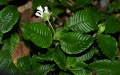 Chinese researchers have found a new plant species of the Rubiaceae family. Photo by Xinhua.