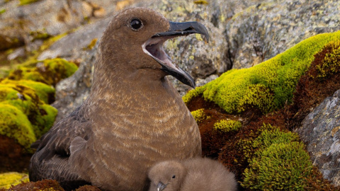 Фото: facebook.com/AntarcticCenter