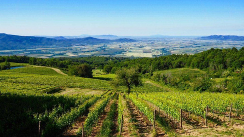 Італія – найбільший виробник вина. Фото: vineyards