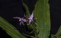 New orchid species found in SW China. Photo by Xinhua.