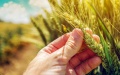 Australia makes breakthrough in breeding disease-resistant crops. Photo by ISAAA.