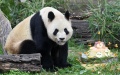 Giant panda Bing Xing eats a cake at the farewell party in Madrid. Photo by Gustavo Valiente/Xinhua.