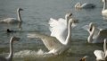 White swans are seen on Pinglu Yellow River Wetland in Pinglu County of Yuncheng, north China's Shanxi Province. Photo by Xinhua/Zhan Yan.