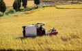 China's grain output. Photo by Xinhua.