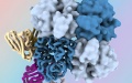 U.S. researchers identify new antibodies targeting "dark side" of influenza virus protein. Photo by Xinhua.