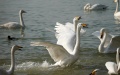 White swans are seen on Pinglu Yellow River Wetland in Pinglu County of Yuncheng, north China's Shanxi Province. Photo by Xinhua/Zhan Yan.
