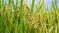 The clustered-spikelet rice, a distinctive rice germplasm resource with the characteristic of producing multiple grains from a single position. Photo by Xinhua.
