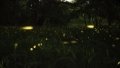 Chinese researchers uncover secrets behind adult fireflies' light organs. Photo by Xinhua.