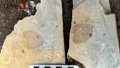 Complete sponge fossil dating back to 540 mln years found in central China's Hunan. Photo by Xinhua.