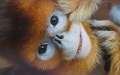 Rare golden monkey born at China world heritage site. Photo by Xinhua.