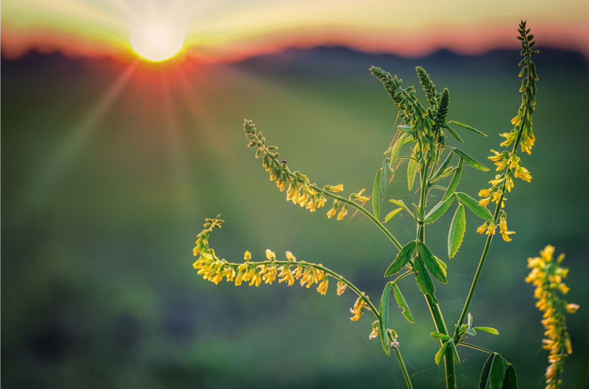 Раслина. Фото: pixabay