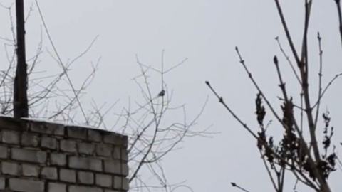 Скріншот відео times.zt.ua