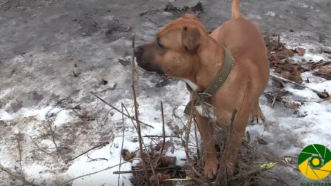 Макс воює в зоні АТО разом з військовими. Скріншот відео 
