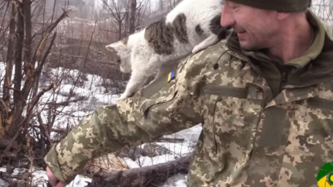 Лунтик - справжній воїн. Не боїться собак і дуже спокійно реагує на ворожі обстріли. Скріншот відео