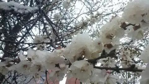 Цветы окутал снег. Фото: vk.com/vkpoltava