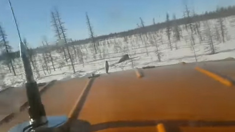 Ведмідь намагався втекти. Скріншот відео
