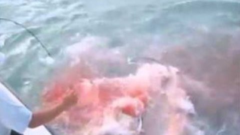 Одна из акул, которые весили примерно по 130 килограммов, в момент атаки сама попала на крючок.