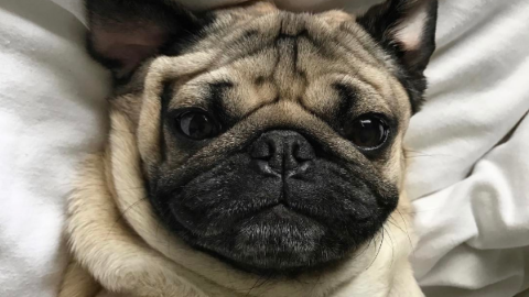 У мопса в Instagram 2,5 млн підписників.Фото: instagram.com/itsdougthepug